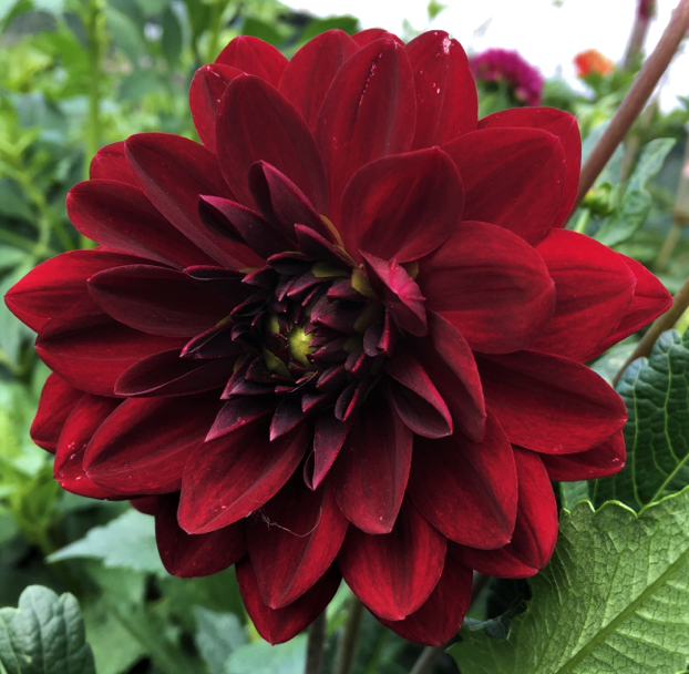 Dahlia Arabian Night